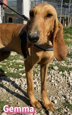 Gemma, Bracke - Hündin