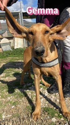 Gemma, Bracke - Hündin