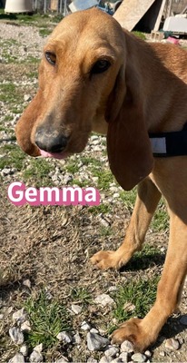 Gemma, Bracke - Hündin