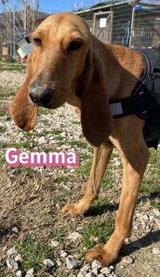 Gemma, Bracke - Hündin