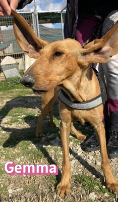 Gemma, Bracke - Hündin