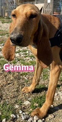 Gemma, Bracke - Hündin