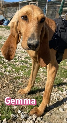 Gemma, Bracke - Hündin