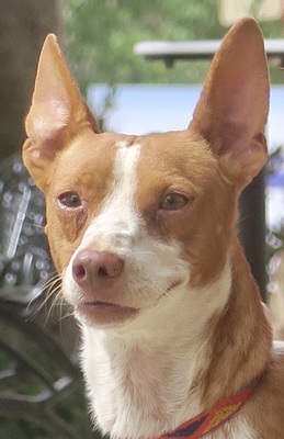 Genaro, Podenco Andaluz - Mix - Rüde