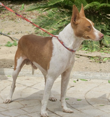 Genaro, Podenco Andaluz - Mix - Rüde