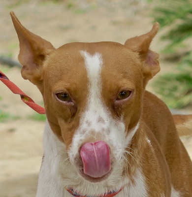 Genaro, Podenco Andaluz - Mix - Rüde