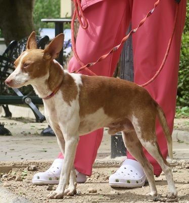 Genaro, Podenco Andaluz - Mix - Rüde