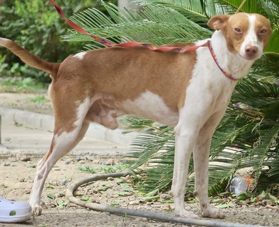 Genaro, Podenco Andaluz - Mix - Rüde