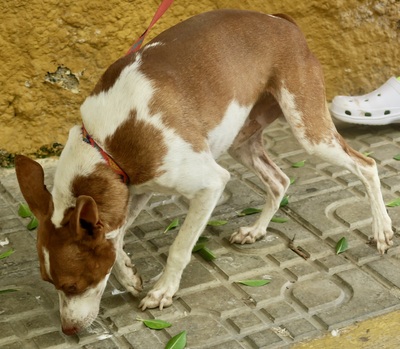 Genaro, Podenco Andaluz - Mix - Rüde