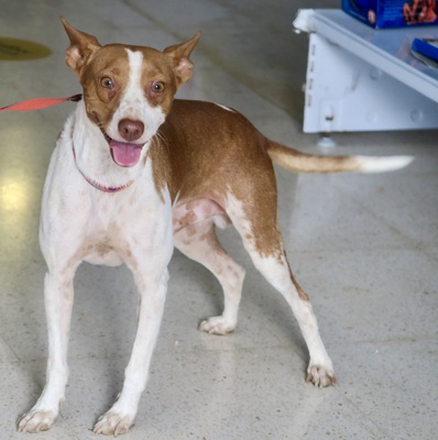 Genaro, Podenco Andaluz - Mix - Rüde