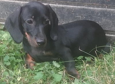 Georg und Ralf suchen dringend ein Zuhause, Zwergdackel Welpen - Rüde