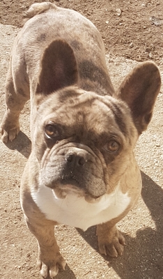 George, Französische Bulldogge - Rüde