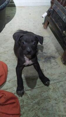 Georgi, Mischling Welpen - Rüde