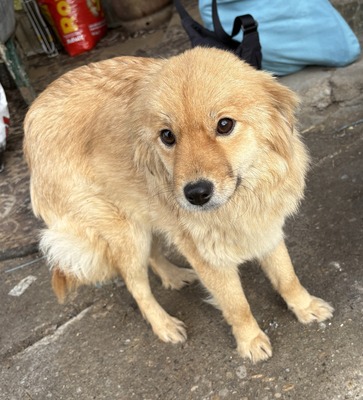 Geraldine, Mix - Hündin