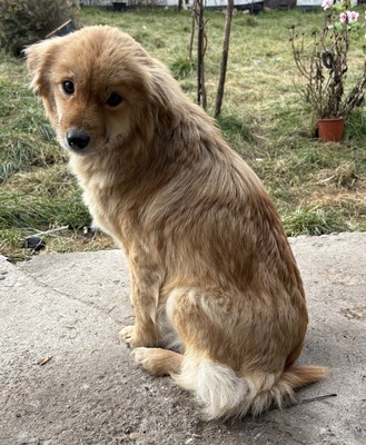 Geraldine, Mix - Hündin