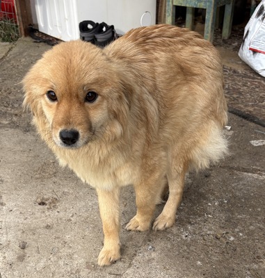 Geraldine, Mix - Hündin