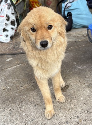 Geraldine, Mix - Hündin