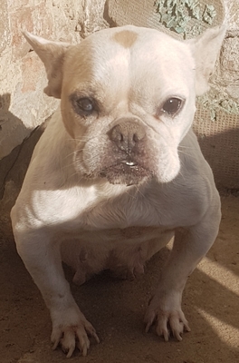 Gerda hat ein Herz aus Gold, Franz. Bulldogge - Hündin