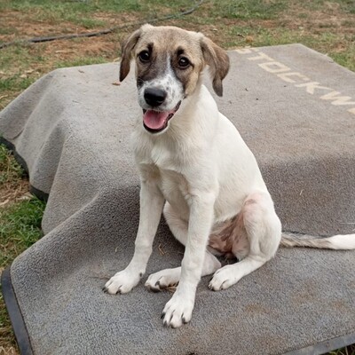 Gerdi - noch sehr verspielt und ausgelassen / Reserviert, gr. Schäferhund Mix Welpen - Hündin