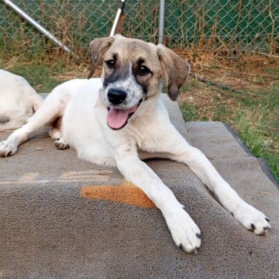 Gerdi - noch sehr verspielt und ausgelassen / Reserviert, gr. Schäferhund Mix Welpen - Hündin