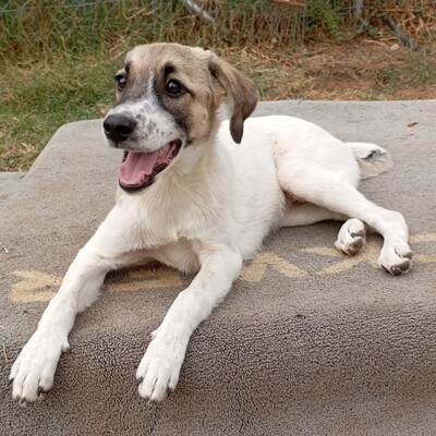 Gerdi - noch sehr verspielt und ausgelassen / Reserviert, gr. Schäferhund Mix Welpen - Hündin