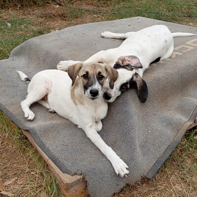 Gerdi - noch sehr verspielt und ausgelassen / Reserviert, gr. Schäferhund Mix Welpen - Hündin