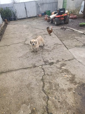 „Gerettet aus dem Nirgendwo: Die sanfte Maslinuta sucht ihr Glück.“, Mischling - Hündin