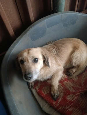 „Gerettet aus dem Nirgendwo: Die sanfte Maslinuta sucht ihr Glück.“, Mischling - Hündin