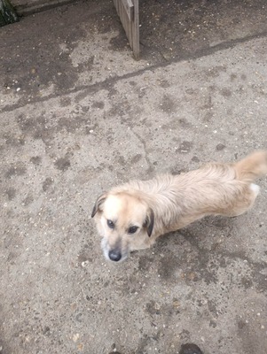 „Gerettet aus dem Nirgendwo: Die sanfte Maslinuta sucht ihr Glück.“, Mischling - Hündin