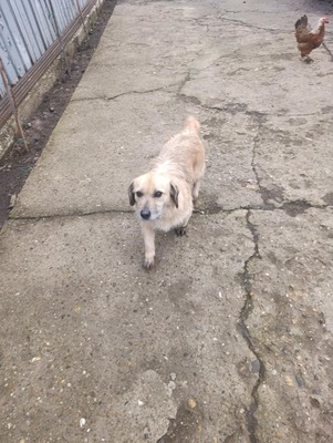 „Gerettet aus dem Nirgendwo: Die sanfte Maslinuta sucht ihr Glück.“, Mischling - Hündin