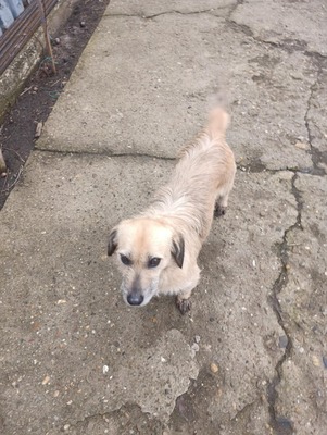 „Gerettet aus dem Nirgendwo: Die sanfte Maslinuta sucht ihr Glück.“, Mischling - Hündin