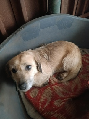 „Gerettet aus dem Nirgendwo: Die sanfte Maslinuta sucht ihr Glück.“, Mischling - Hündin