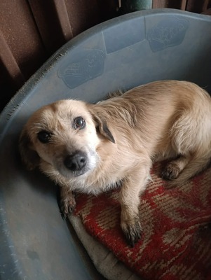 „Gerettet aus dem Nirgendwo: Die sanfte Maslinuta sucht ihr Glück.“, Mischling - Hündin