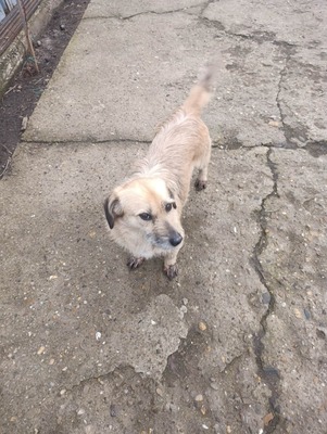 „Gerettet aus dem Nirgendwo: Die sanfte Maslinuta sucht ihr Glück.“, Mischling - Hündin