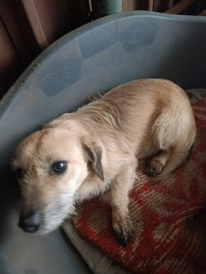 „Gerettet aus dem Nirgendwo: Die sanfte Maslinuta sucht ihr Glück.“, Mischling - Hündin