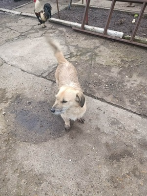 „Gerettet aus dem Nirgendwo: Die sanfte Maslinuta sucht ihr Glück.“, Mischling - Hündin