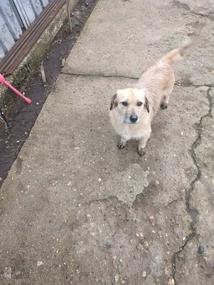 „Gerettet aus dem Nirgendwo: Die sanfte Maslinuta sucht ihr Glück.“, Mischling - Hündin