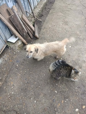 „Gerettet aus dem Nirgendwo: Die sanfte Maslinuta sucht ihr Glück.“, Mischling - Hündin