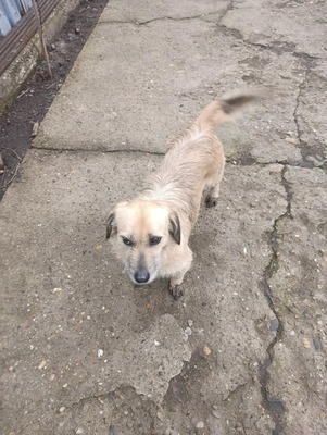 „Gerettet aus dem Nirgendwo: Die sanfte Maslinuta sucht ihr Glück.“, Mischling - Hündin