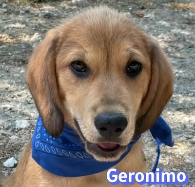 Geronimo, Labrador Welpen - Rüde