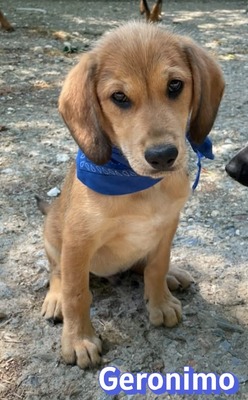 Geronimo, Labrador Welpen - Rüde