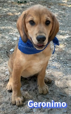Geronimo, Labrador Welpen - Rüde