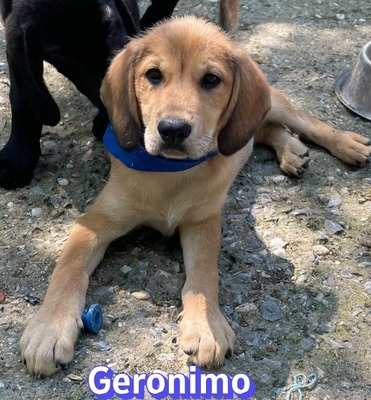 Geronimo, Labrador Welpen - Rüde
