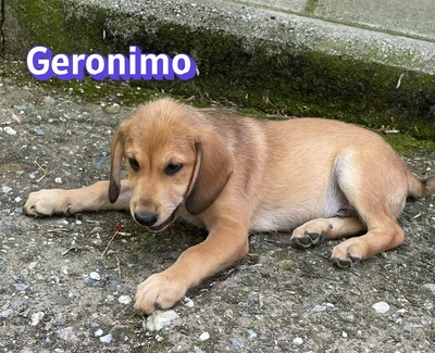 Geronimo, Labrador Welpen - Rüde