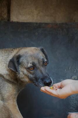 Gertha, Mischling - Hündin