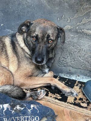 Gertha, Mischling - Hündin