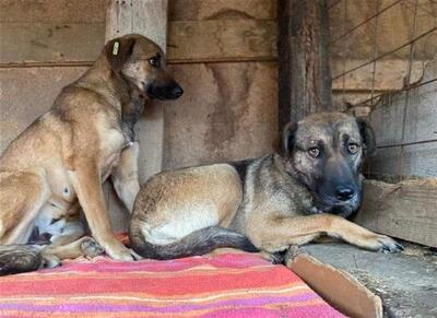 Gertha, Mischling - Hündin