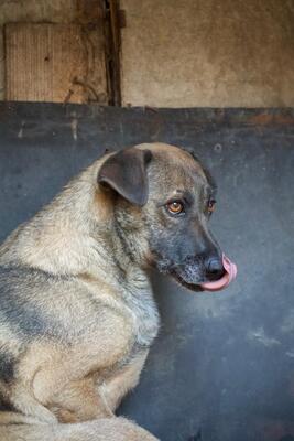 Gertha, Mischling - Hündin