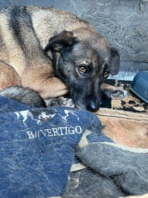 Gertha, Mischling - Hündin