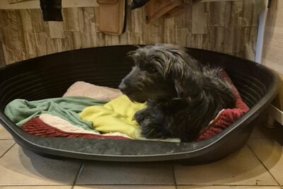 Gerti ist eine Herzenshündin, Mischling - Hündin
